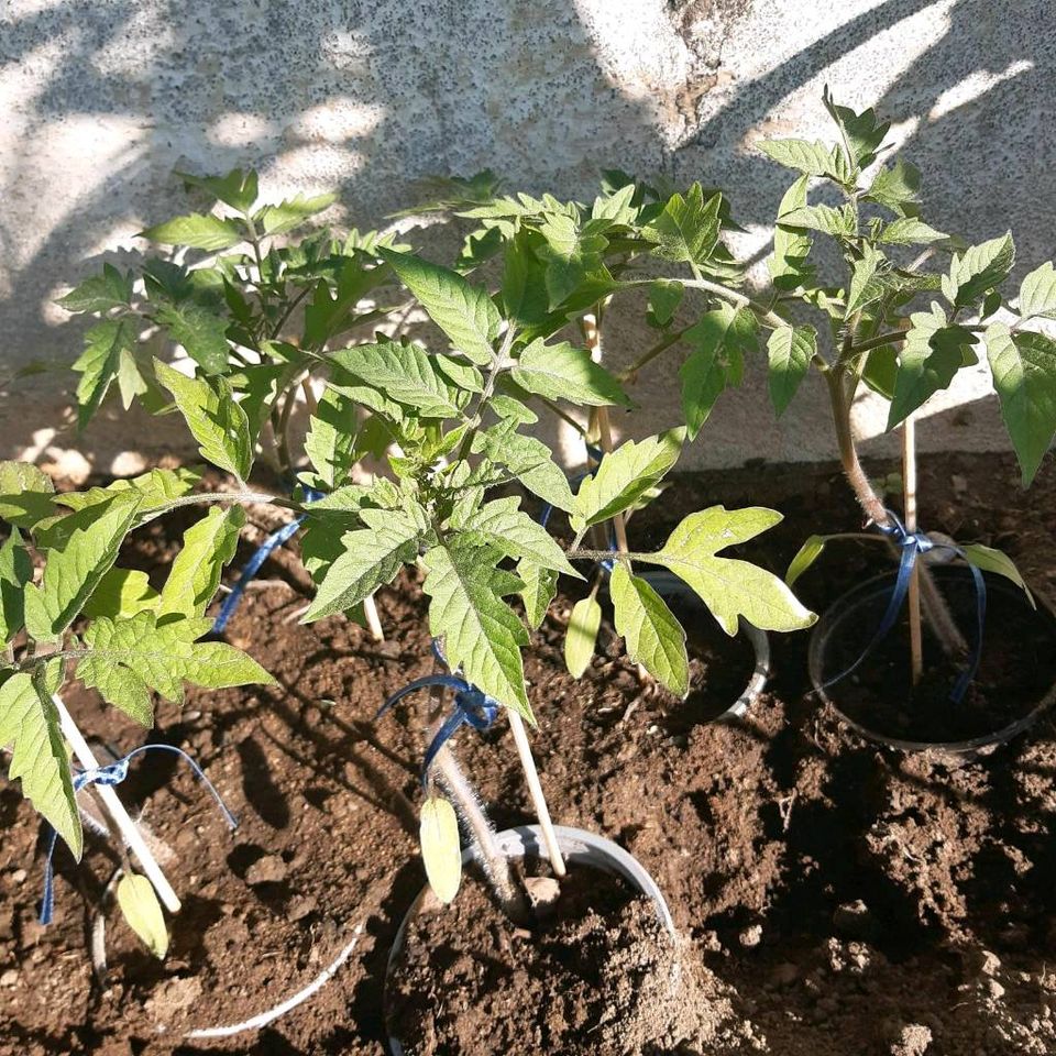 Tomatenpflanzen in Schwabach