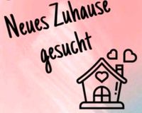 Wir (Familie) suchen ein neues Zuhause Nordrhein-Westfalen - Dülmen Vorschau