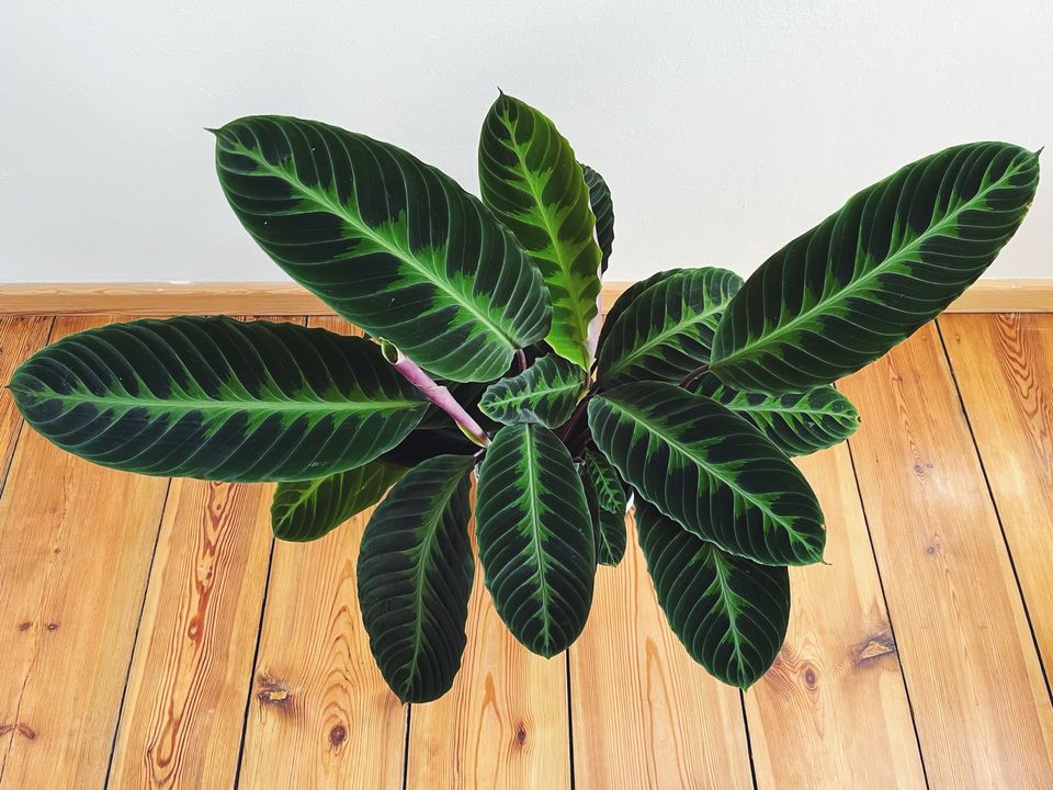 Calathea warscewiczii Zimmerpflanze houseplant plant in Berlin