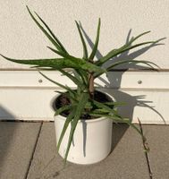 Der Arzt im Blumentopf – Aloe Vera, Barbadensis Miller H:50cm Hamburg-Mitte - Hamburg St. Georg Vorschau
