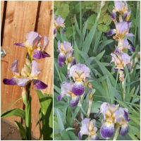 Iris, Schwertlilie, lila gelb, Garten, Stauden, Blumen Schleswig-Holstein - Lübeck Vorschau