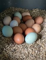Frische Eier von glücklichen Hühnern Hessen - Michelstadt Vorschau