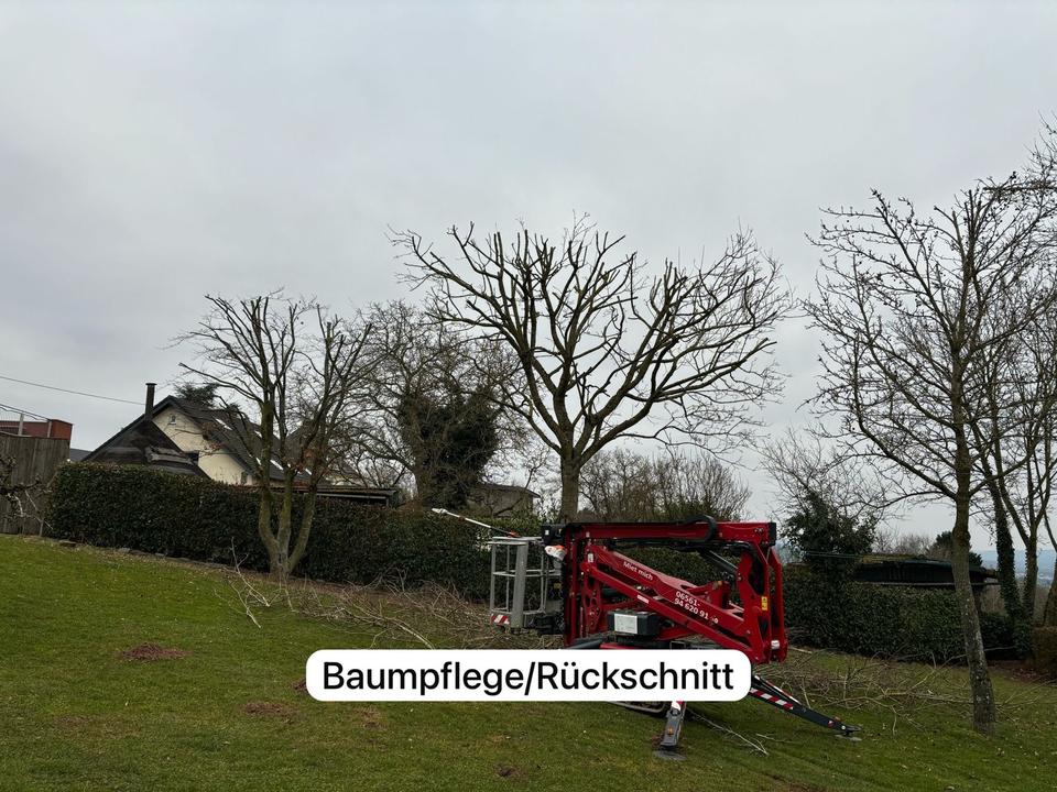 Baumfällarbeiten Heckenschnitt Baumpflege Mulcharbeiten in Orsfeld