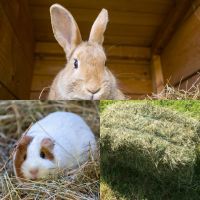 ‼️Heu,Futter f. Kaninchen/Meerschweinchen,kleine Heuballen‼️ Niedersachsen - Varrel Vorschau