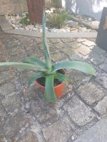 Agave mit Fexer Bayern - Straubing Vorschau