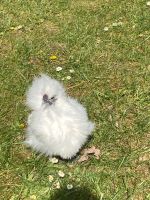 Zwergseidenhuhn Hahn Baden-Württemberg - Mutlangen Vorschau