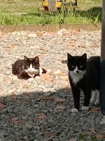 Katzen, Hauskatze Brandenburg - Ruhland Vorschau