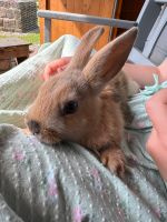 Kaninchen in Außenhaltung Niedersachsen - Tespe Vorschau