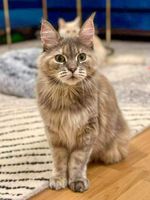 Eine schöne Maincoon Katze sucht ein liebevolles Zuhause Berlin - Pankow Vorschau