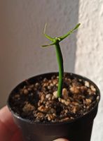 Bleistiftbaum Sukkulenten Euphorbia tirucalli Zimmerpflanze Sachsen - Chemnitz Vorschau
