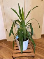 Yucca Palme Pflanze Palmlilie Flower Geschenkidee Muttertag Rheinland-Pfalz - Selters Vorschau