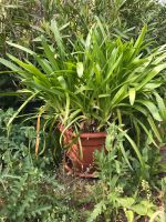 Weiß blühender Agapanthus Schleswig-Holstein - Großhansdorf Vorschau