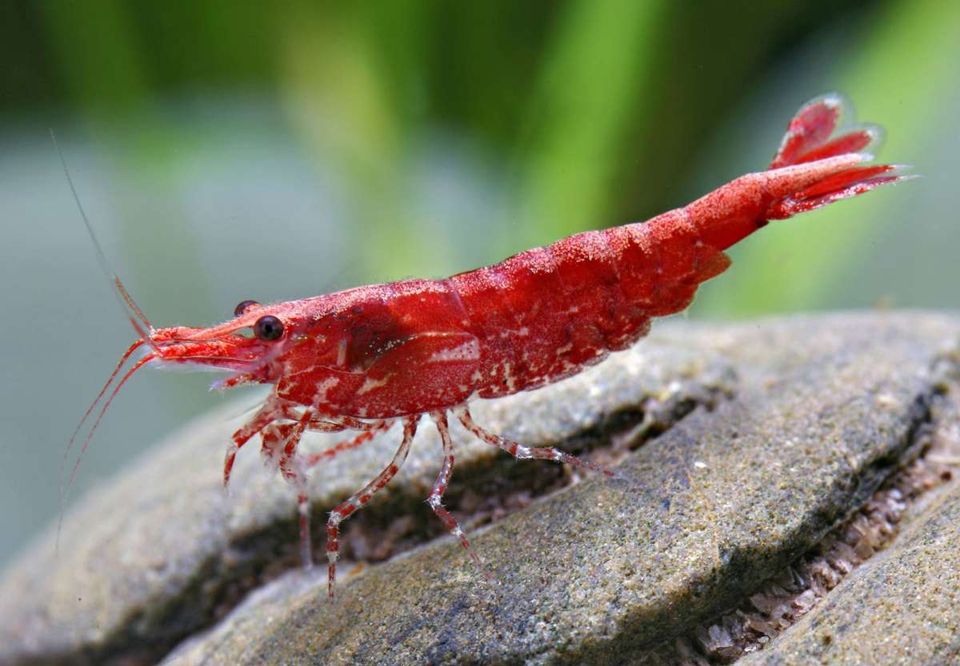 Rote Zwerggarnele, Neocaridina davidi "Red fire" 10 Stück in Dresden