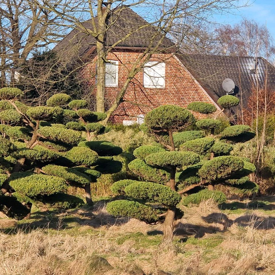 Juniperus media Hetzii, Wacholder, Formgehölz, Gartenbonsai in Stadtlohn