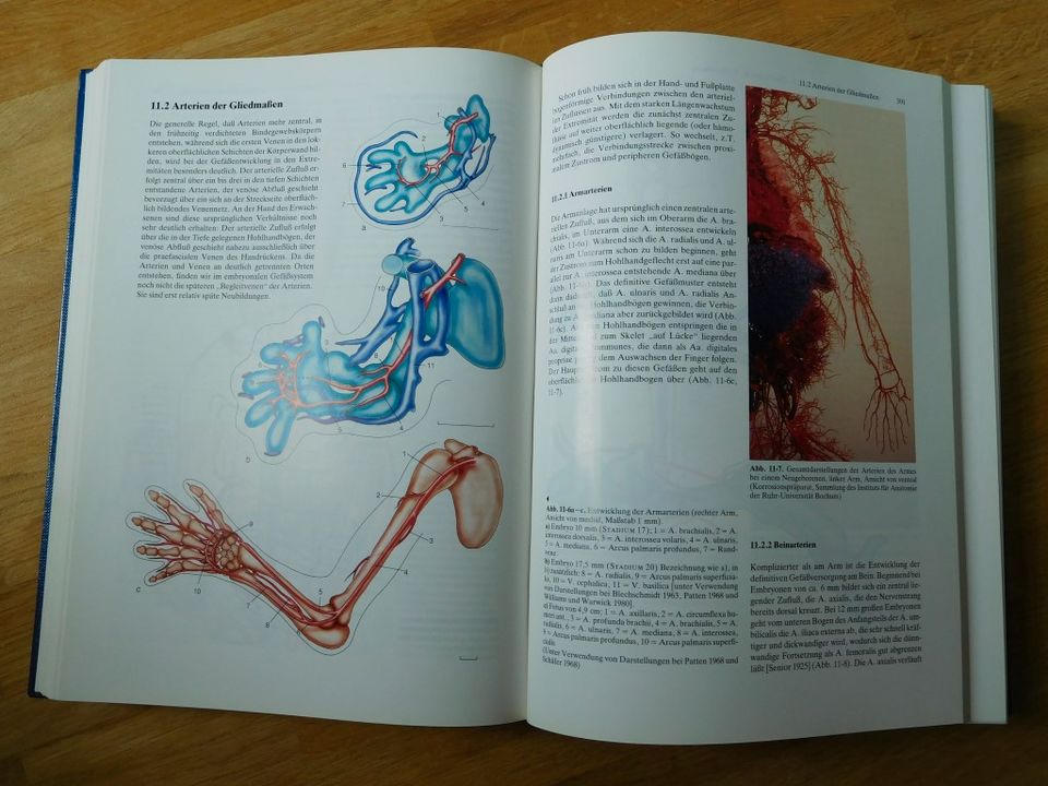 Embryologie Entwicklungsstadien Humanembryologie Atlas in Cramme