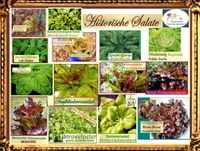 ♥ Bio Historische Salate Samen Alte Gemüse Sorten Tulpenstolz Eimsbüttel - Hamburg Schnelsen Vorschau