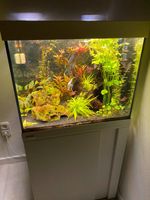 Eheim Aquarium 150 Liter mit Besatz und allem Zubehör! LED! Nordrhein-Westfalen - Detmold Vorschau