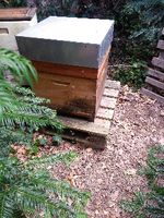 Bienenvölker US-Dadant / Bienen / Buckfast Berlin - Zehlendorf Vorschau