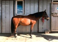 Reitbeteiligung Natural Horsemanship (Pferd sucht Mensch) Dresden - Schönfeld-Weißig Vorschau