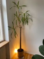 Yucca Palme Berlin - Schöneberg Vorschau