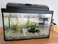 Aquarium Marke Garpet, 40x25x25cm, ca. 20l, gebraucht. Niedersachsen - Celle Vorschau