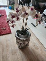 Grosser Buddhatopf mit großer unechter Orchideen Kreis Pinneberg - Uetersen Vorschau