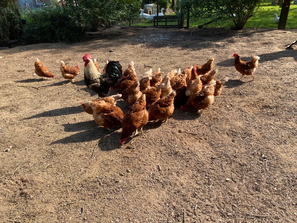 Huhn Hühner Legehühner Lohmann in Geldern
