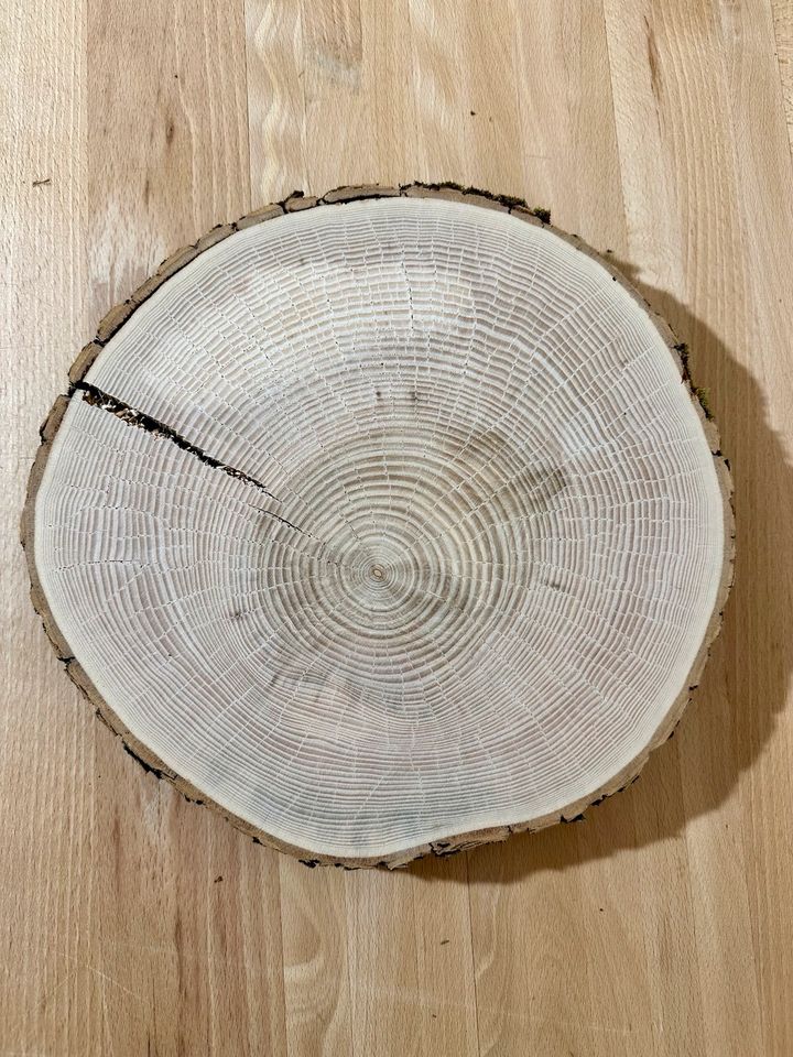 Eschen Scheiben Baumscheiben Holzscheiben in Ehingen Mittelfr