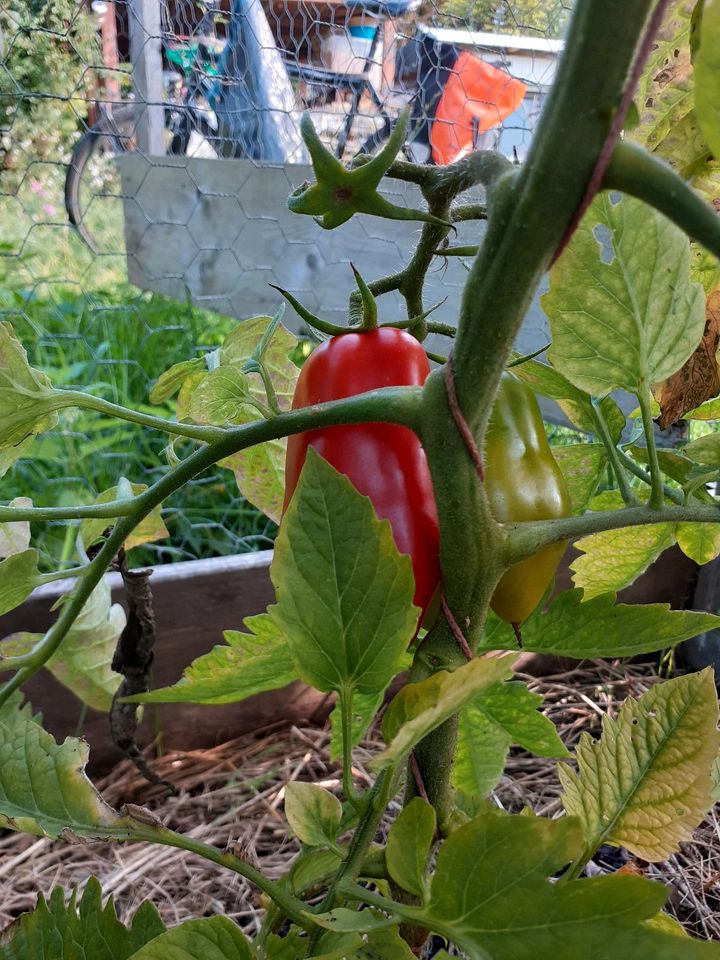 Tomatenpflanzen Raritäten, alte Sorte, samenfest, bio, in Halle