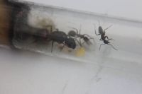 Camponotus Ligniperda Ameisen Kolonie Sachsen - Geringswalde Vorschau