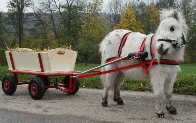 Hundewagen Komplett mit Geschirr, Bollerwagen, Anleitung 100 cm in Wallersdorf