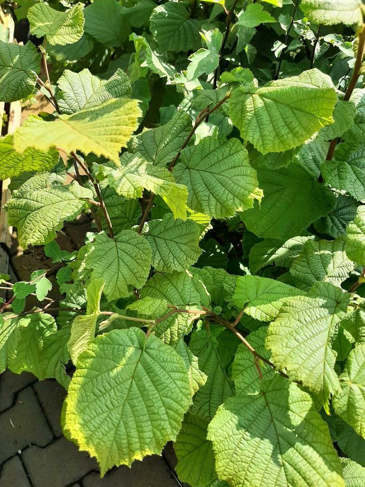 Corylus avellana, Haselnuss, Waldhasel in Großefehn