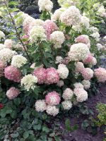 Rispenhortensie Hydrangea paniculata Little Lime ® 40-60cm Niedersachsen - Westerstede Vorschau