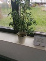 Kleine Zimmer Pflanze Hessen - Großenlüder Vorschau