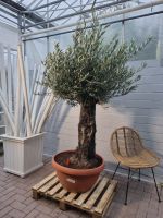 Olivenbaum Bonsai 200cm etwa 75 Jährig von Plantaplaza.de - NRW Nordrhein-Westfalen - Kranenburg Vorschau