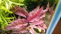 ☘️Cryptocoryne Flamingo, Wasserpflanze, Aquariumpflanze / 3€*☘️ Rheinland-Pfalz - Minfeld Vorschau