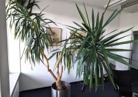 große Riesen-Palmlilie (Yucca gigantea) abzugeben Dresden - Äußere Neustadt Vorschau