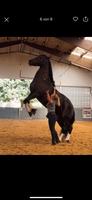 Pferdetraining Nordrhein-Westfalen - Bad Salzuflen Vorschau