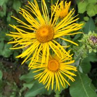 Echter Alant - Inula helenium Thüringen - Sömmerda Vorschau