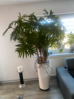 Zimmerpflanze groß (180cm) Baden-Württemberg - Tuttlingen Vorschau