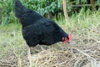 Saisonstart schwarze Legehennen, Geflügel, Hühner Bayern - Burgheim Vorschau