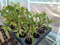 Tomaten Pflanzen verschiedene Sortenfeste Bayern - Vilgertshofen Vorschau