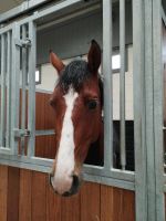 6 jähriger Wallach/ Springpferd/ Vielseitigkeitspferd Nordrhein-Westfalen - Viersen Vorschau