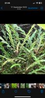 Aquariumpflanze - Hygrophila Pinatifida Niedersachsen - Salzhemmendorf Vorschau