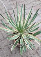 Yucca Gloriosa variegata Brandenburg - Bernau Vorschau