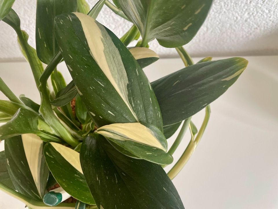 !!! Rare Plant - Ableger weiß panaschierter Philodendron in Aarbergen