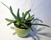 Hirschzunge Gasteria carinata Sukkulente etablierter Ableger Bayern - Fürth Vorschau