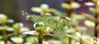 Green Jade Garnelen Neocaridina davidi Nordrhein-Westfalen - Oer-Erkenschwick Vorschau