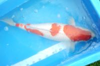 Koi Japankoi Kohaku ca 55 cm Baden-Württemberg - Aalen Vorschau