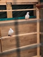 Zwei weibliche Taube gesucht Niedersachsen - Verden Vorschau